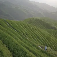 Terrassenförmige Reisfelder in grüner Hügellandschaft mit schmalen Wegen.